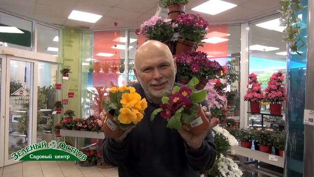 Горшечные примулы, как посадить в саду смотреть онлайн