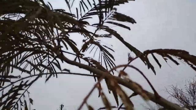 Ленкоранская акация. Мариуполь. смотреть онлайн