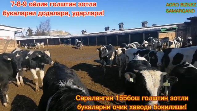 7-8-9 ойлик голштин зотли букаларни додалари, ударлари! 155 бош сараланган голштин зотли букалар!⬆️