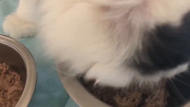 PURINA ProPlan vs SHEBA vs FANCY FEAST! Сравнение бюджетных жидких кормов)ЧТО же выберут котята? смотреть онлайн