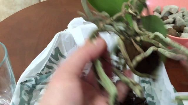 Орхидея отцвела. Что делать дальше? смотреть онлайн