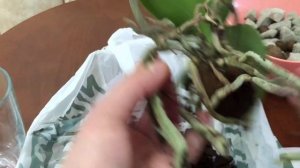 Орхидея отцвела. Что делать дальше?