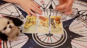 "НАЙДЁТСЯ ЛИ ВАШ ПИТОМЕЦ?"#таро