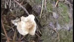 Самые последние грибы в осеннем лесу.