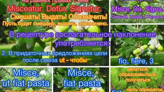 ЛАТИНСКИЙ ЯЗЫК: морфология // латинские глаголы, их спряжения, правила написания и произношения