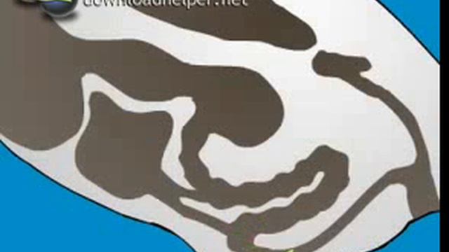 Пищеварительный тракт, пищеварение и выделение птиц