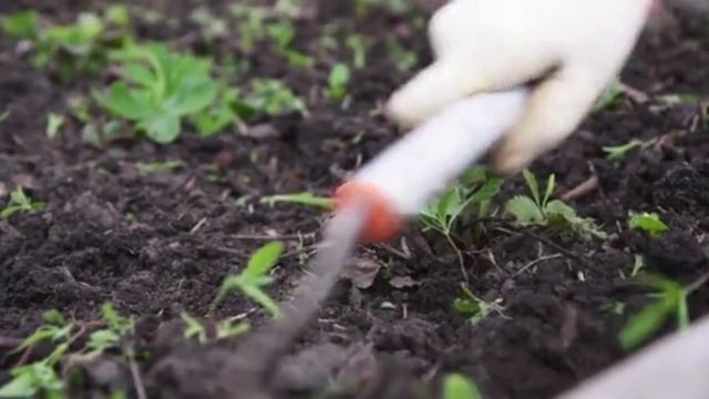 Хотите много крупной клубники? Кормите этим и в мае по пол литра под куст!