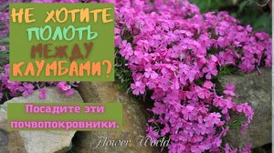 Посадите эти почвопокровники. ЕСЛИ НЕ ХОТИТЕ ПОЛОТЬ МЕЖДУ КЛУМБАМИ?