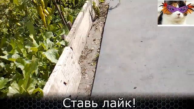 Семена редиски
