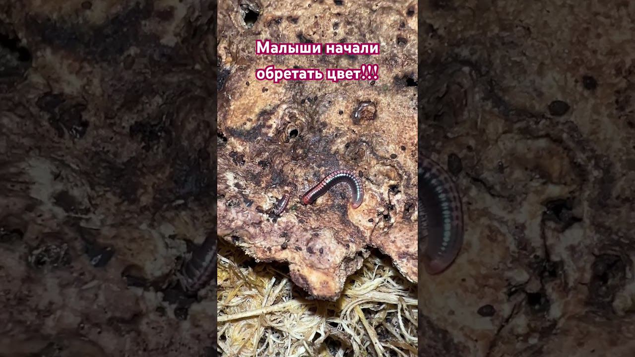 Взрослеют #shortvideo #москва #zoolife #экзотика #zooanimals #зверьёмоё #zoo #кивсяк #молодь #цвет