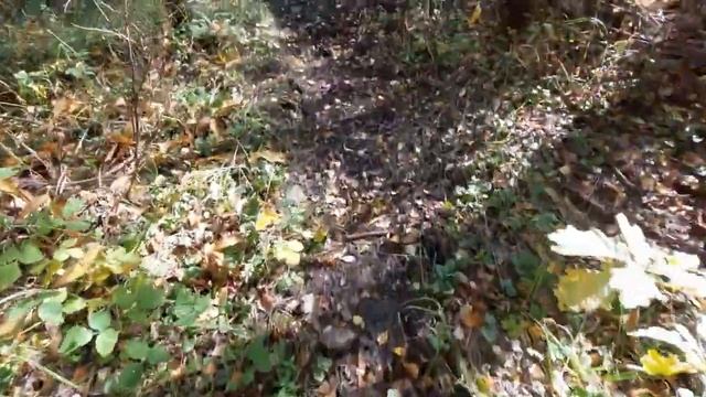 Рыжиков полно! Набрал корзину! В лес за грибами! смотреть онлайн