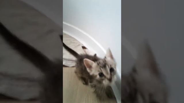 #видеодлядетей #маленькиеживотные САМОЕ ПОЗИТИВНОЕ ВИДЕО КОТЯТА. VIDEO FOR CHILDREN. LITTLE ANIMALS