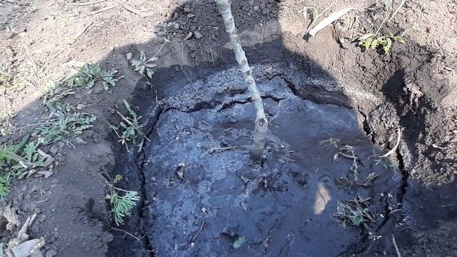 Как посадить саженцы #Колоновидных фруктовых деревьев.