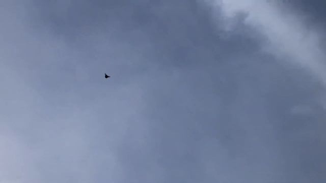 Посадка беломордого Курского голубя 23.01.21 смотреть онлайн