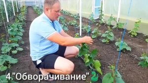 Формирование огурца на начальном этапе развития