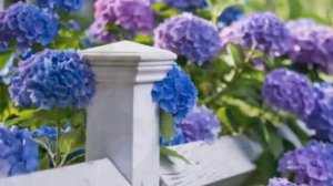 Гортензия – приметы и суеверия. Мистические таланты Гортензии.