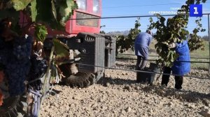 Солнечная ягода: в Крыму идёт сбор урожая винограда