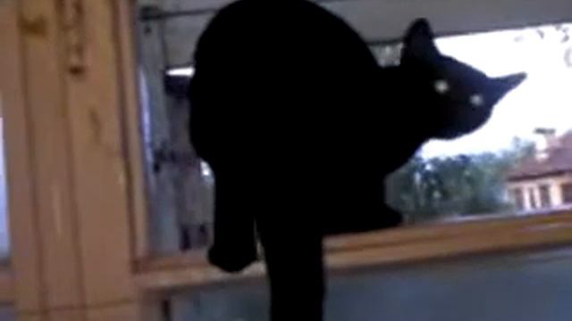 Лающий кот смотреть онлайн