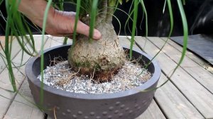 Repotting my Ponytail Palm Bonsai, The Bonsai Zone, June 2018