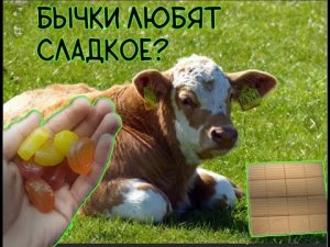Кормлю своих бычков конфетами..mp4