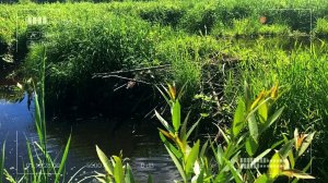 Мормышинг на девственной речке