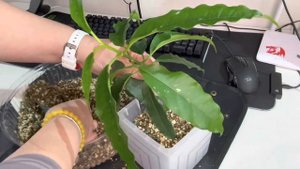 Пересадка Хойя Локки и вязаный кашпо