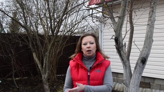 Обработка сада весной: обработка сада от вредителей, опрыскивание деревьев от болезней