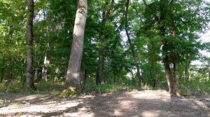 Горихвостка-чернушка, Пение птиц в Кавказском лесу