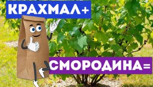 07.05.2022  Смородина: первая (необычная) подкормка за копейки.