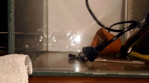 Петушки. Содержание и разведение петушков. Подготовка производителей к нересту. Продолжение.