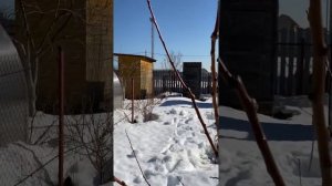 Весенняя обрезка абрикоса. Сорта: Краснощёкий, Алёша, Триумф северный.