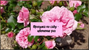 Прогулка по саду.Цветение роз.