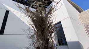 АБУ-ДАБИ. Одного дня мало. Что посмотреть в Абу-даби своим ходом