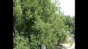 Украина. Днепропетровская область. Желтые Воды. 18.06.2022 г. Рой.  63. 00