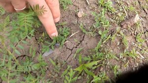 Сроки посева Нута. Ранний посев или поздний посев. Борьба с сорняками в посевах НУТА.