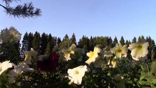 В чем секрет исцеляющих настроев смотреть онлайн