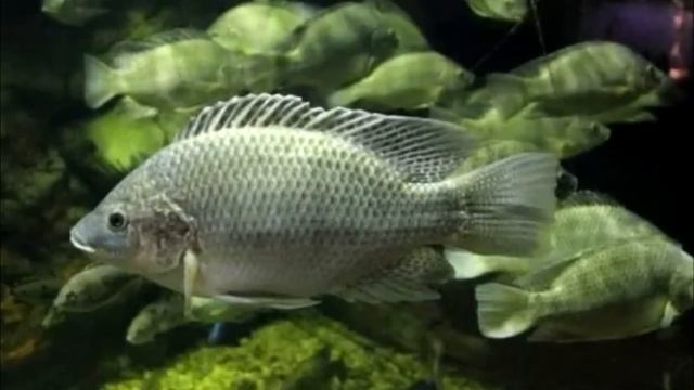 Врачи на 3 недели замотали руку в чешую. Сняв ее, специалисты закричали! смотреть онлайн