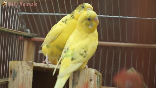 Учим домашних животных: собака, корова, кошка, лошадь, коза - Звуки сельскохозяйственных животных