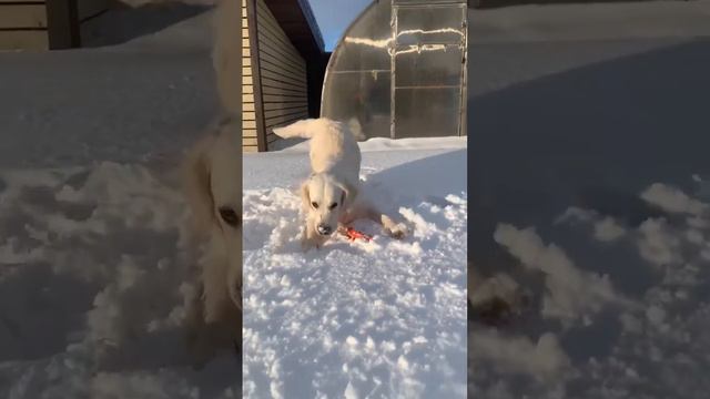 #собака #dog #счастье #любовь #золотистыйретривер смотреть онлайн