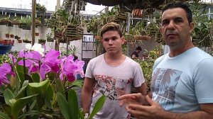 ORQUÍDEA Cattleya labiata - CULTIVO. Continuação.