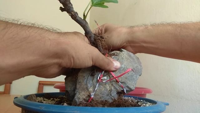 How to Make a Fig Tree Root Over Rock Bonsai (Ficus Carica) смотреть онлайн
