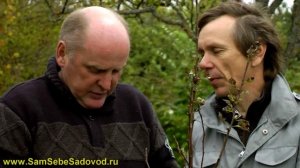 Подготовка сада к зиме