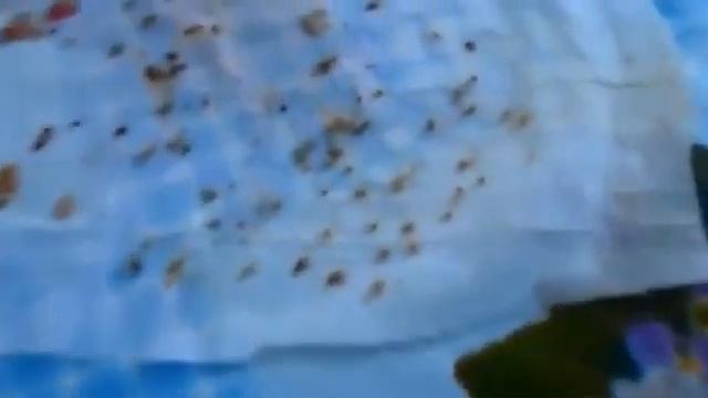 КЛУБНИКА Как собрать семена и посадить смотреть онлайн