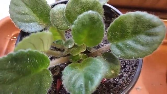 Размножение Фиалки листом в грунте / Мои Комнатные растения и цветы
