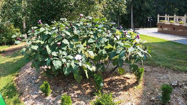Purple 🌺🎺Trumpet🎺 and 🕷 Spider Plants🕷 - Easy Grow Low Maintenance Self seeding and Deer resistant смотреть онлайн