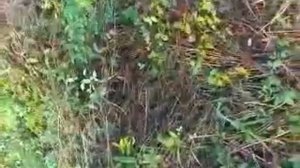 Копия видео "овсянка ремез"