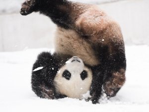 Топ. Панда играет на морозе.?❄️