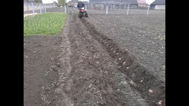 Посадка картофеля мотоблоком под плуг . смотреть онлайн