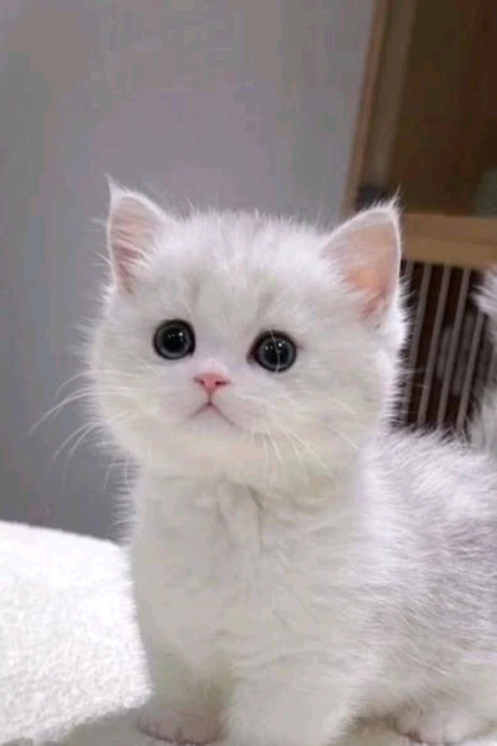 🤣 смотреть онлайн