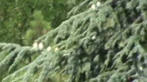 красивые ели в лесу